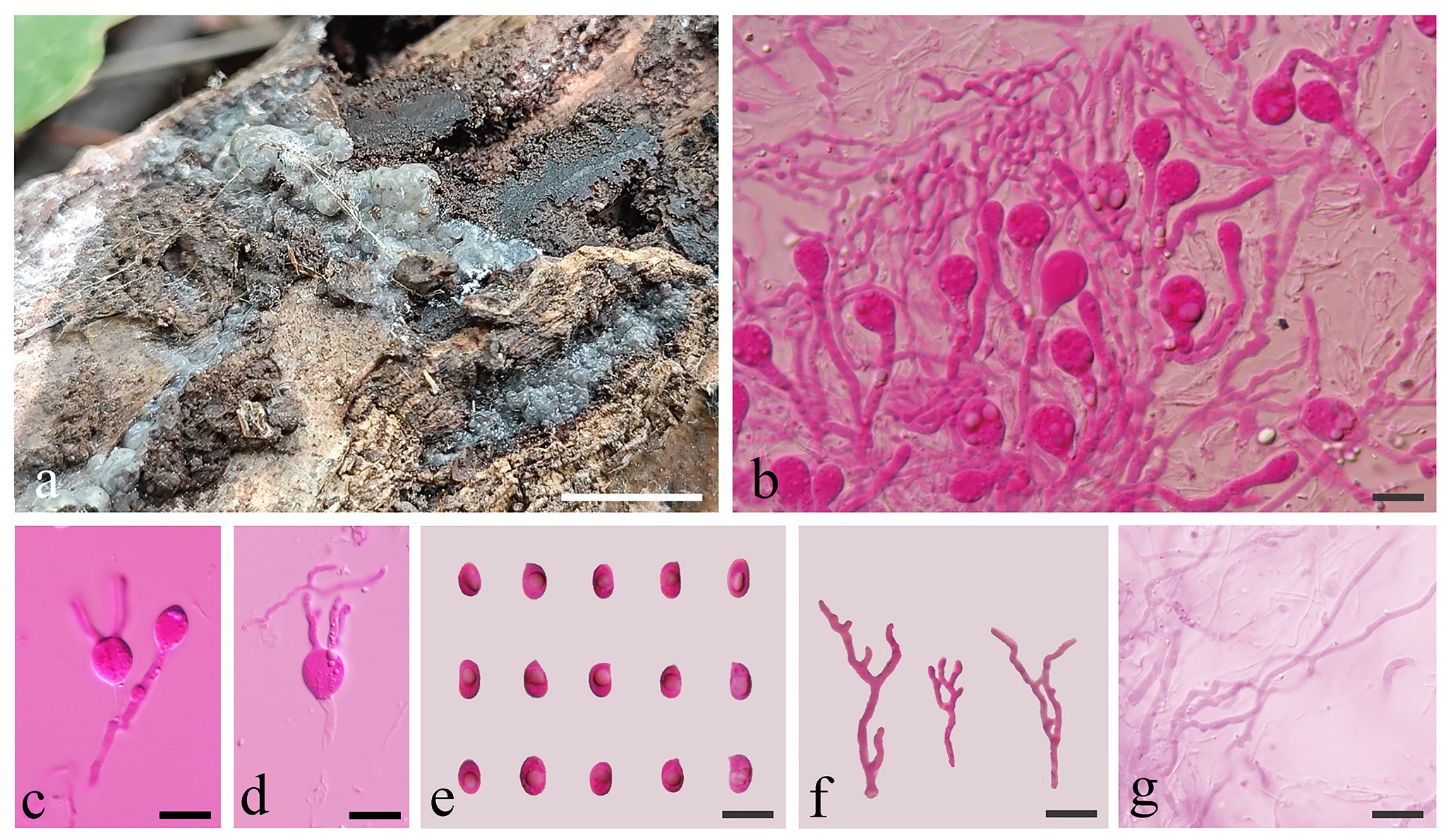 Figure 34